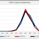 Export blueberries Chile